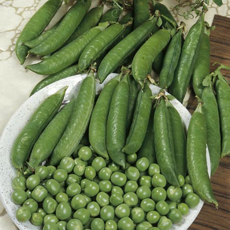 Unbranded Pea Kelvedon Wonder Seeds Average Seeds 400