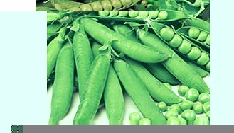 Unbranded Pea Kelvedon Wonder Seeds