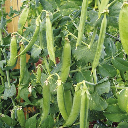 Unbranded Pea Peawee 65 Seeds Average Seeds 300