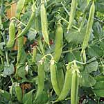 Unbranded Pea Peawee 65 Seeds