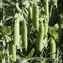 Unbranded Pea Seeds - Ibis