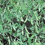 Unbranded Pea Sugar Ann Seeds 430033.htm