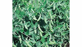 Unbranded Pea Sugar Ann Seeds