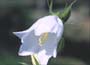 Peach-leaved Bellflower