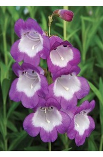 Unbranded Pensham Penstemon Czar x 5 plants