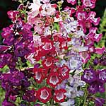 Unbranded Penstemon Collection Plants 441715.htm