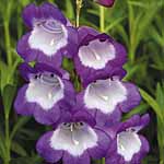 Unbranded Penstemon Czar Plants