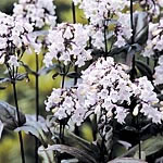 Unbranded Penstemon Mystica Seeds 427593.htm