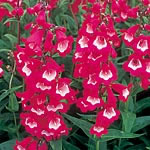 Unbranded Penstemon Scarlet Queen Seeds 423133.htm