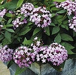 Unbranded Pentas Northern Lights Plants