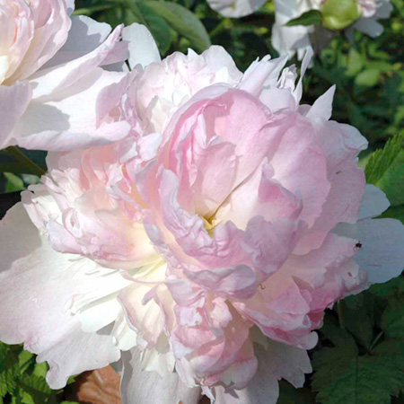 Unbranded Peony Raspberry Sundae 1 Bare Root Plant