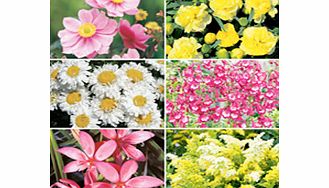 Unbranded Perennial Plants - Late Summer Collection