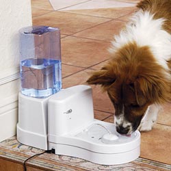 Pet Fountain