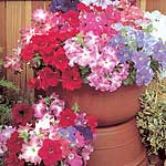 Petunia Aladdin Mixed F1 Seeds