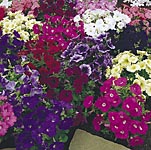 Unbranded Petunia Carpet Mixed F1 Miniplants