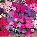 Petunia Carpet Mixed F1 Seeds