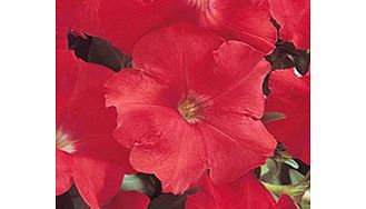 Unbranded Petunia Carpet Series Seeds - Red