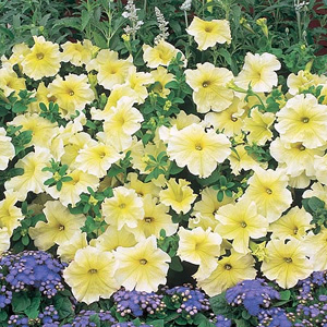 Unbranded Petunia F1 Prism Sunshine Seeds