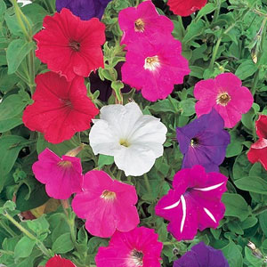 Petunia F2 Cheerful Mix Seeds