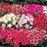 Petunia Fantasy Mixed F1 Seeds