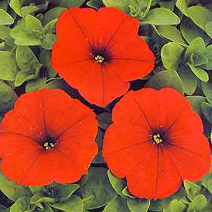 Unbranded Petunia Grandiflora Mirage Red Seeds