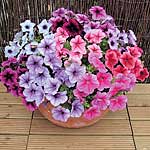 Unbranded Petunia Mirage Reflections F1 Easiplants