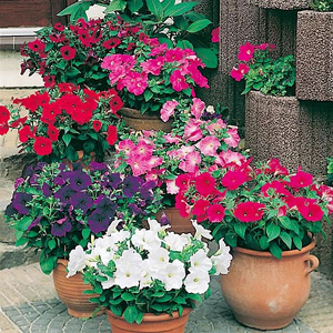 Unbranded Petunia Multiflora Value Seeds