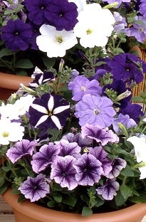 Unbranded Petunia Ocean Waves 50 plants   16 FREE