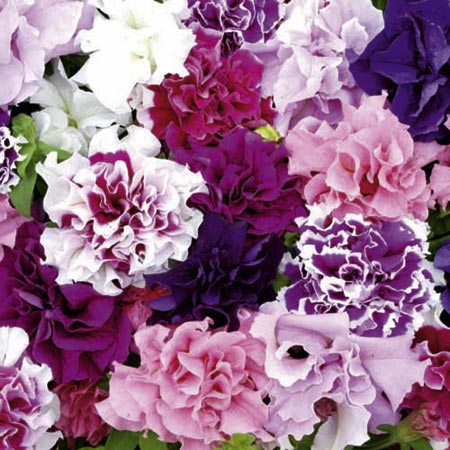 Unbranded Petunia Pirouette Mixed F1 Plants Pack of 110