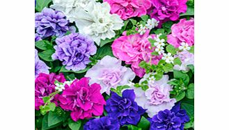 Unbranded Petunia Plants - Tumbelina Fragrant Mix