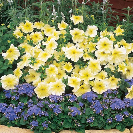 Unbranded Petunia Prism Sunshine F1 Seeds Average Seeds 100