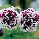 Unbranded Petunia Purple Pirouette F1 Seeds 422278.htm