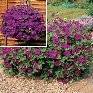 Unbranded Petunia Purple Velvet F1 Seeds