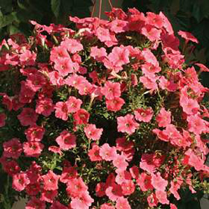 Unbranded Petunia Salmon Velvet F1 Seeds