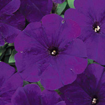 Unbranded Petunia Seeds - Carpet Series BLUE