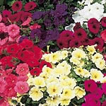 Petunia Sundance Mixed F2 Seeds