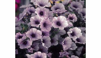 Unbranded Petunia Surfinia Plants - BLUE VEIN