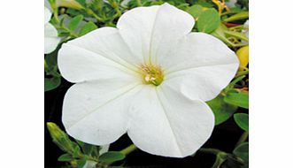 Unbranded Petunia Surfinia Plants - VANILLA