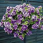 Unbranded Petunia Velvet Falls Plants 402841.htm