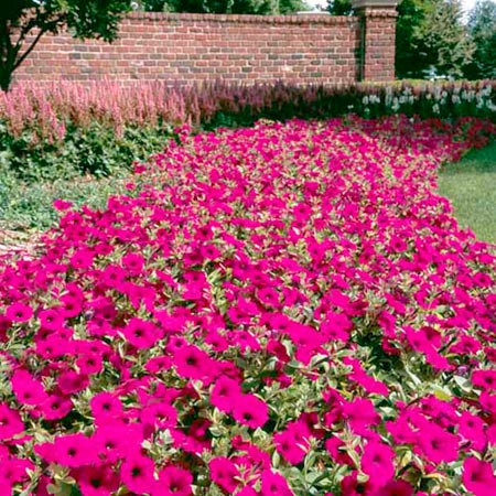 Unbranded Petunia Wonder Wave Purple Plants Pack of 50 Pot