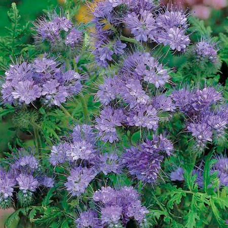 Unbranded Phacelia tanacetifolia Average Seeds 900