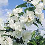 Unbranded Philadelphus Albatre Plant