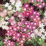 Unbranded Phlox Drummondii Twinkling Stars Seeds 422529.htm