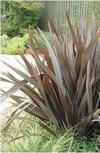 Unbranded Phormium (New Zealand Flax) Purpurea x 1 litre pot