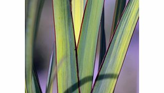 Unbranded Phormium Plant - Apricot Queen