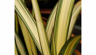 Unbranded Phormium Plant - Cream Delight