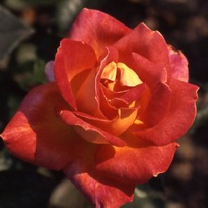 Unbranded Piccadilly Hybrid Tea Rose (pre-order now)