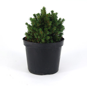 Unbranded Picea glauca Albertiana Globe