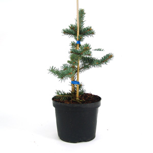 Picea pungens