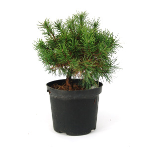 Pinus mugo